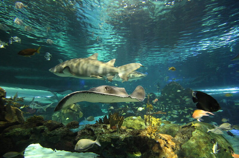 Diving Chuuk Lagoon: The World’s Largest Underwater Wreck Site