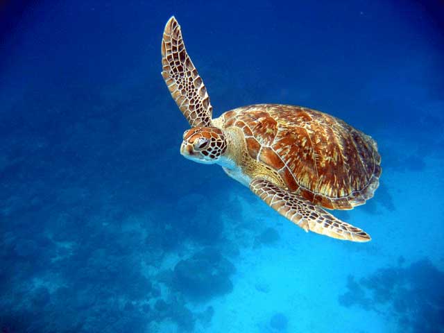 Protecting Sea Turtles: Conservation Efforts Across the Pacific