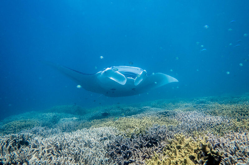 Manta Ray Diving in Yap: An Unforgettable Experience