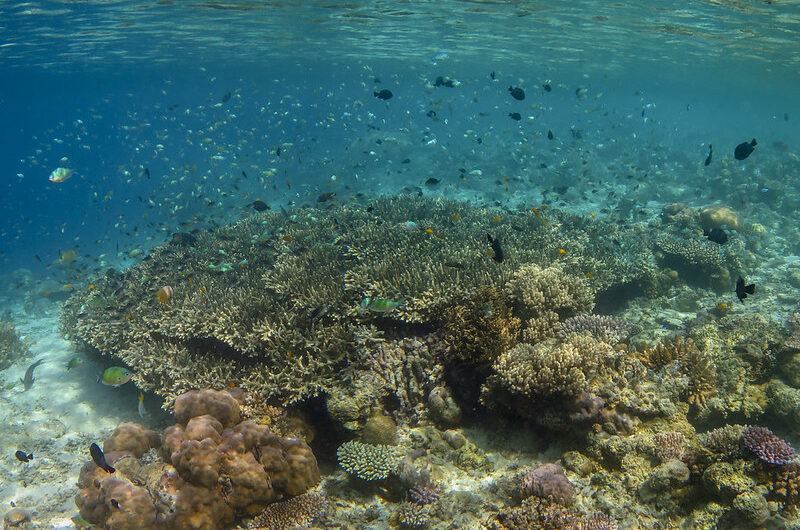 Exploring the Coral Triangle: The Epicenter of Marine Biodiversity