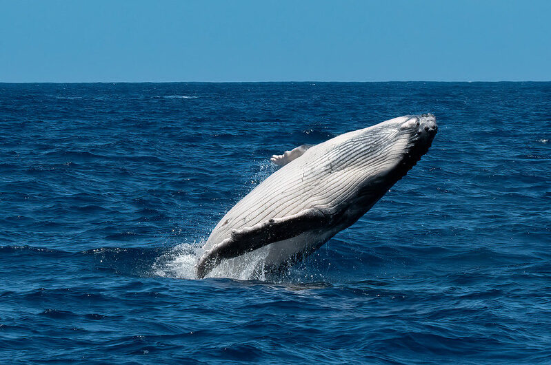 Humpback Whales in the Pacific: Conservation and Migration Patterns