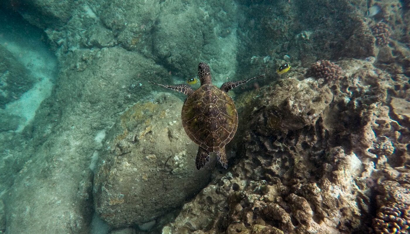 https://www.freepik.com/free-photo/beautiful-closeup-shot-large-turtle-swimming-underwater-ocean_8024278.htm#fromView=search&page=3&position=33&uuid=413d08f2-8dd0-4974-8fe5-df4e1977c4f1&query=Rock+Islands%E2%80%99+Marine+Biodiversity%3A+A+Diver%E2%80%99s+Paradise