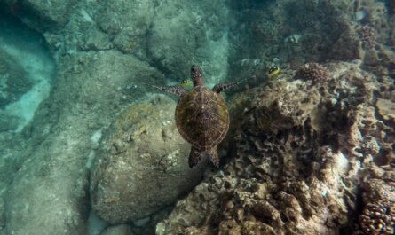 https://www.freepik.com/free-photo/beautiful-closeup-shot-large-turtle-swimming-underwater-ocean_8024278.htm#fromView=search&page=3&position=33&uuid=413d08f2-8dd0-4974-8fe5-df4e1977c4f1&query=Rock+Islands%E2%80%99+Marine+Biodiversity%3A+A+Diver%E2%80%99s+Paradise