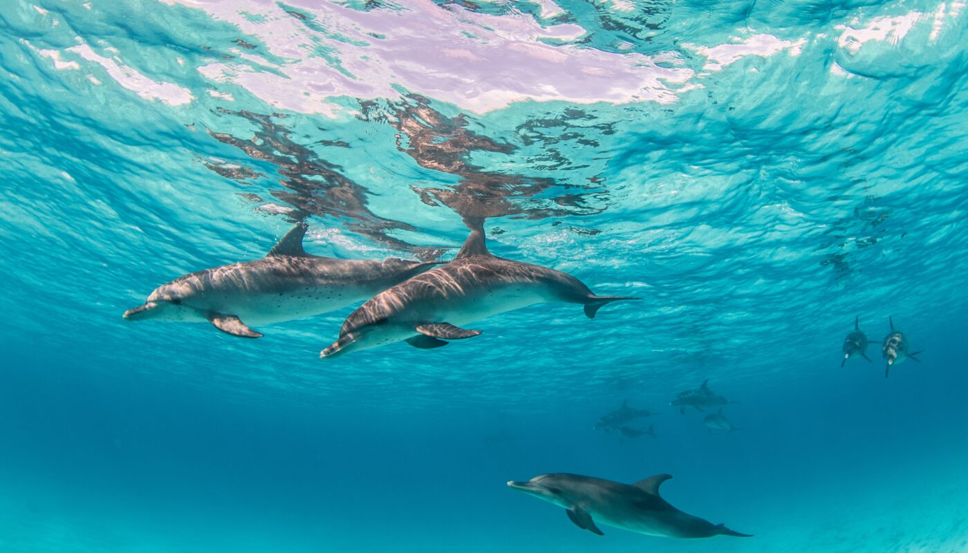 https://www.freepik.com/free-photo/beautiful-shot-cute-dolphins-hanging-out-underwater-bimini-bahamas_12040365.htm#fromView=search&page=4&position=10&uuid=5b160f79-d05f-48f3-b2dc-b60f7b0f4e8d&query=Top+Marine+Conservation+Organizations+in+the+Pacific