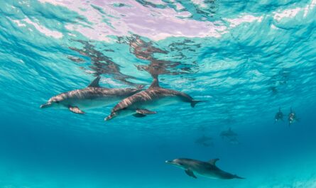 https://www.freepik.com/free-photo/beautiful-shot-cute-dolphins-hanging-out-underwater-bimini-bahamas_12040365.htm#fromView=search&page=4&position=10&uuid=5b160f79-d05f-48f3-b2dc-b60f7b0f4e8d&query=Top+Marine+Conservation+Organizations+in+the+Pacific