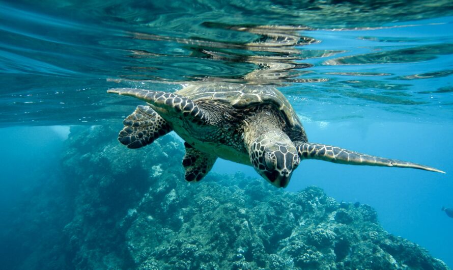 Marine Life in the Galápagos: A Diver’s Paradise