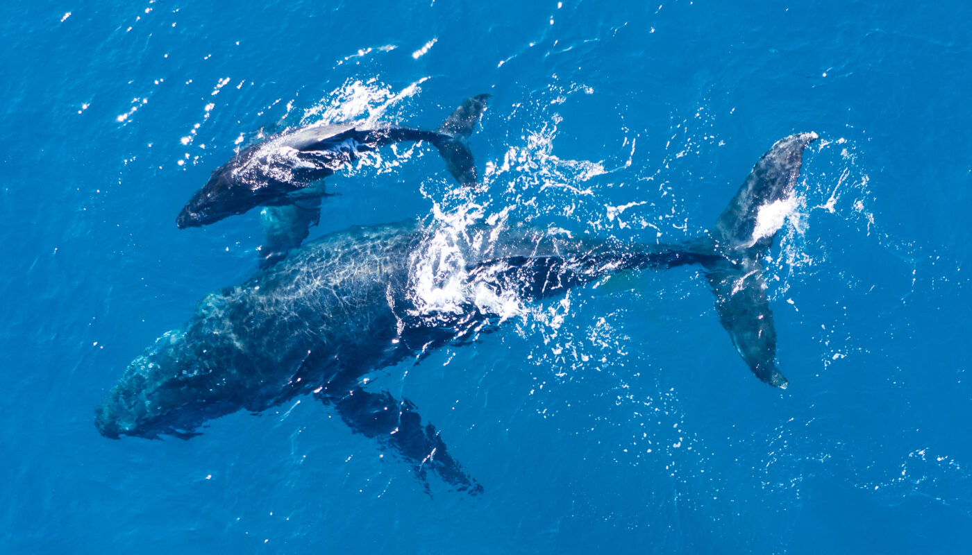 https://www.freepik.com/free-photo/humpback-whales-from-kapalua_17244704.htm#fromView=search&page=2&position=0&uuid=b6b25764-d8bf-4be7-bf7a-8d927f98b2e5&query=Whales+in+the+Pacific%3A+Conservation+and+Migration+Patterns