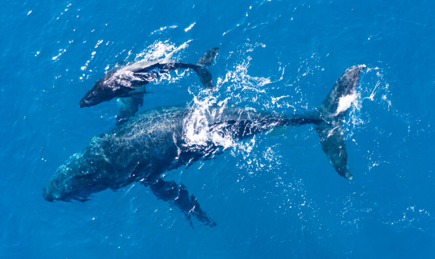 Humpback Whales in the Pacific: Conservation and Migration Patterns