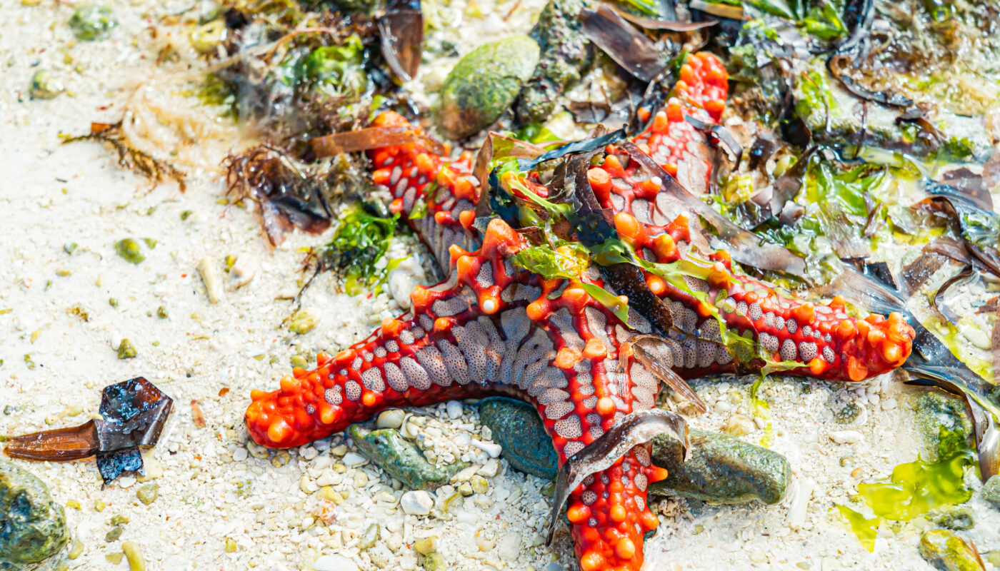 https://www.freepik.com/free-photo/red-seastar-sandy-beach-alga-low-tide-nungwi-zanzibar-tanzania_22904175.htm#fromView=search&page=3&position=40&uuid=bf90bc98-cb2b-4fb1-9cf5-bca2372c2f98&query=How+Climate+Change+Is+Affecting+Coral+Reefs+Across+the+Pacific