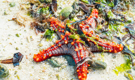 https://www.freepik.com/free-photo/red-seastar-sandy-beach-alga-low-tide-nungwi-zanzibar-tanzania_22904175.htm#fromView=search&page=3&position=40&uuid=bf90bc98-cb2b-4fb1-9cf5-bca2372c2f98&query=How+Climate+Change+Is+Affecting+Coral+Reefs+Across+the+Pacific