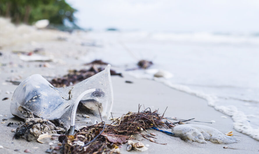 The Impact of Plastic Pollution on Marine Life in the Pacific