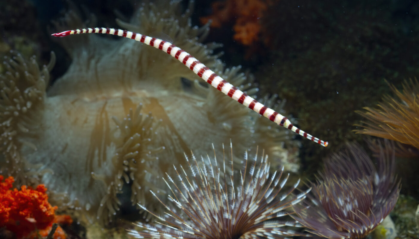 https://www.freepik.com/free-photo/beautiful-banded-pipefish-seabed-coral-reefs_22196072.htm#fromView=search&page=4&position=33&uuid=a3d1bcf2-97e9-48d0-9563-f3c93828b996&query=Innovative+Approaches+to+Combatting+Coral+Bleaching