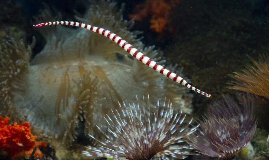 Innovative Approaches to Combatting Coral Bleaching