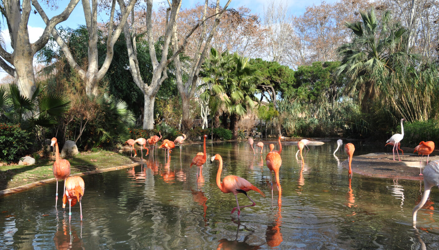 https://www.freepik.com/free-photo/beautiful-flamingos-zoo_881504.htm#fromView=search&page=3&position=4&uuid=2923413d-20cd-430a-906d-1efc389bf8c2&query=Pitcairn+Islands%E2%80%99+Unique+Flora+and+Fauna%3A+A+Naturalist%E2%80%99s+Dream