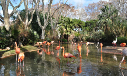 https://www.freepik.com/free-photo/beautiful-flamingos-zoo_881504.htm#fromView=search&page=3&position=4&uuid=2923413d-20cd-430a-906d-1efc389bf8c2&query=Pitcairn+Islands%E2%80%99+Unique+Flora+and+Fauna%3A+A+Naturalist%E2%80%99s+Dream