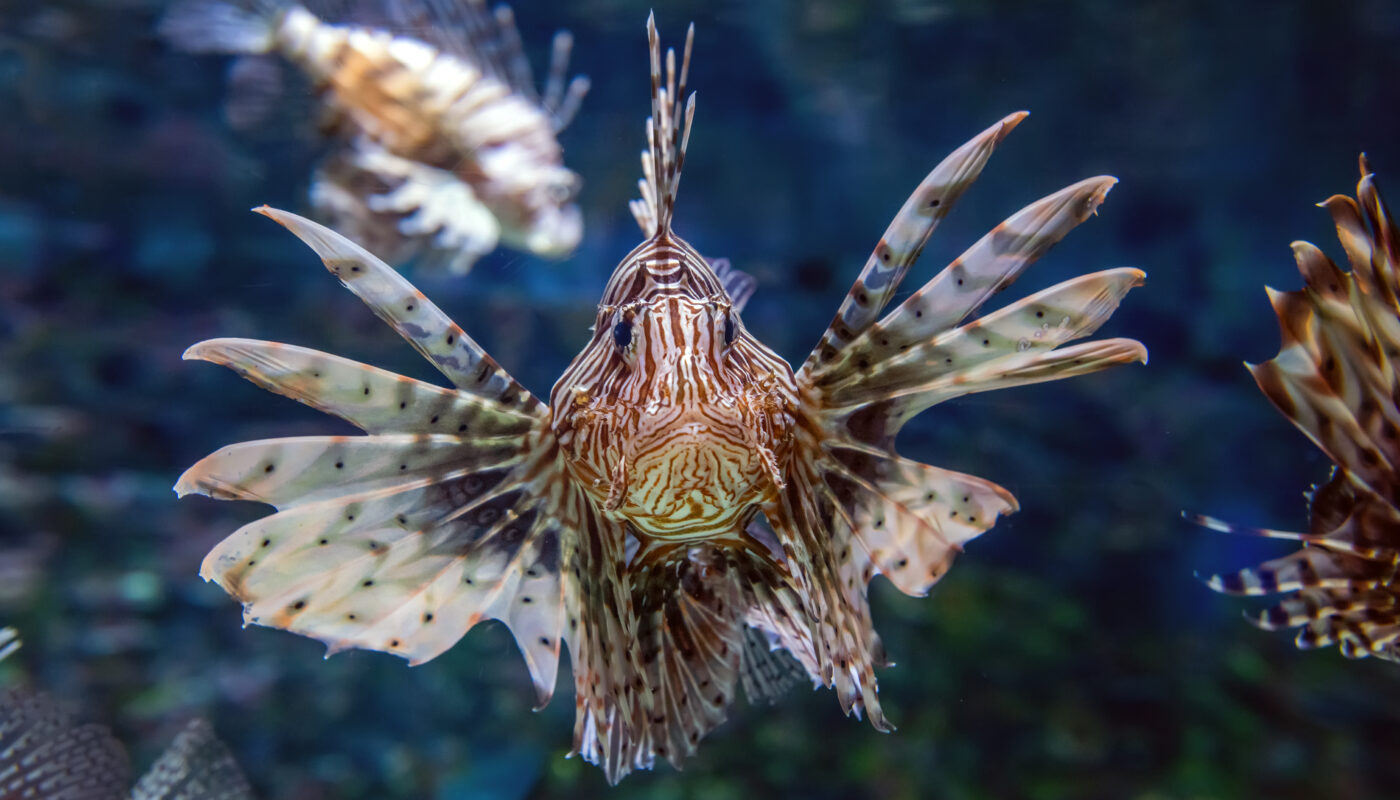 https://www.freepik.com/free-photo/beautiful-lion-fish-hovering-mid-water-hunting-small-prey-blue-water_11011875.htm#fromView=search&page=1&position=0&uuid=52d3dc5a-1631-449e-b421-819c173ba351&query=Marine+Life+Around+Guadalcanal%3A+A+Diver%E2%80%99s+Dream