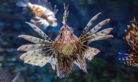 https://www.freepik.com/free-photo/beautiful-lion-fish-hovering-mid-water-hunting-small-prey-blue-water_11011875.htm#fromView=search&page=1&position=0&uuid=52d3dc5a-1631-449e-b421-819c173ba351&query=Marine+Life+Around+Guadalcanal%3A+A+Diver%E2%80%99s+Dream