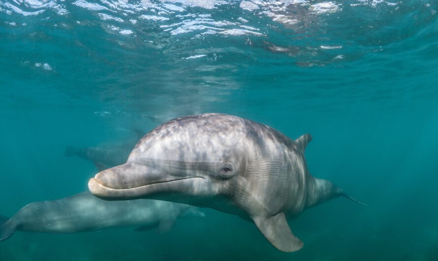 The Role of Dolphins in Marine Ecosystems: A Closer Look