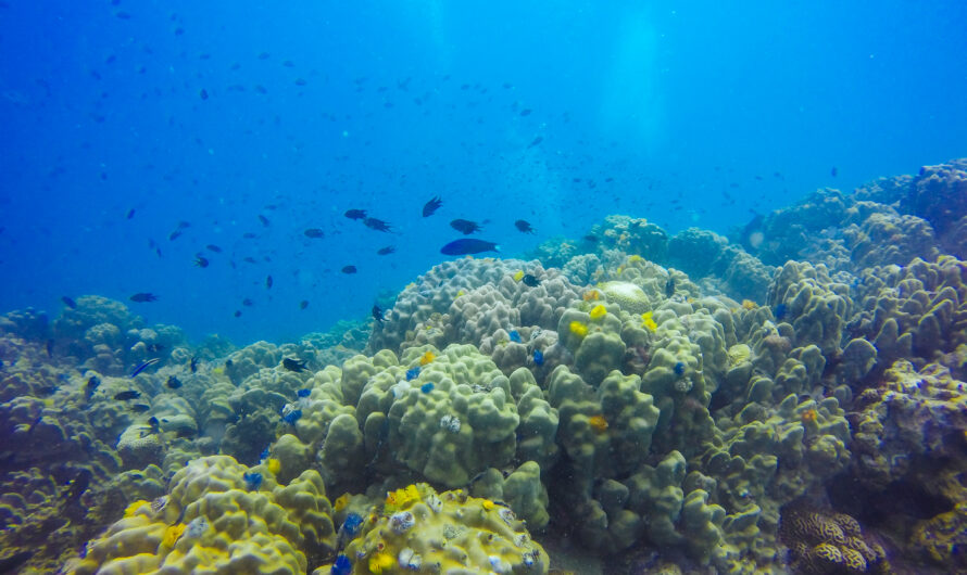 Coral Reefs and Climate Change: Preserving Marine Ecosystems