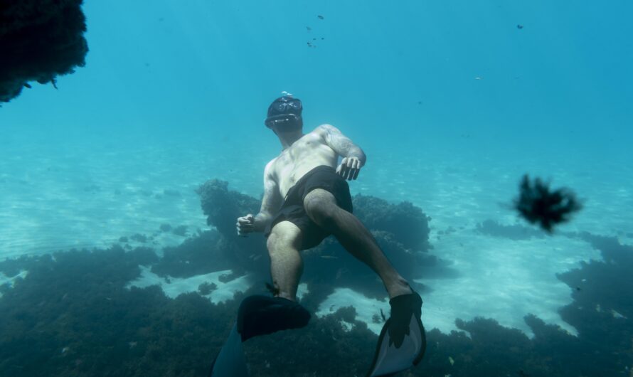 Marine Life Around Majuro Atoll: A Diver’s Guide