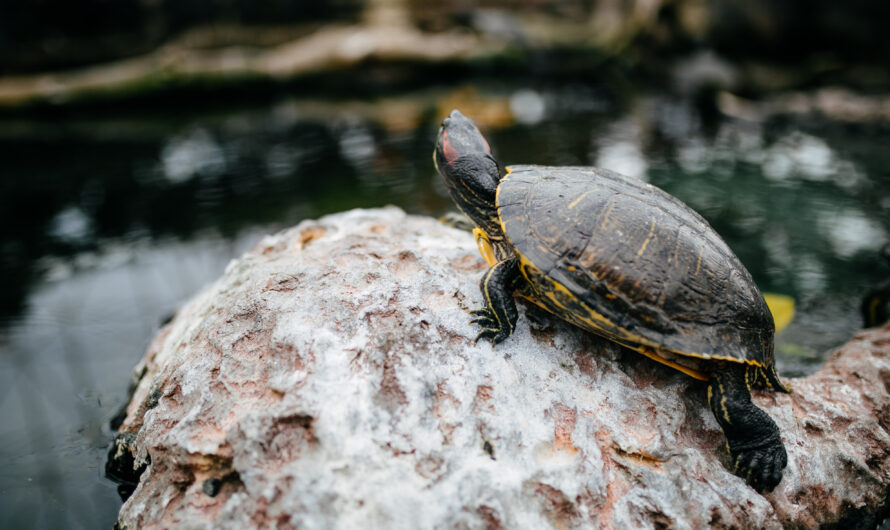 Endangered Marine Species of the Pacific: How You Can Help