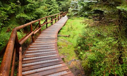 https://www.freepik.com/free-photo/wooden-pathway-forest_1234222.htm#fromView=search&page=4&position=18&uuid=116d29c2-0ba8-4619-a131-1e7c287df4f8&query=Hiking+Trails+on+Tutuila%3A+A+Nature+Lover%E2%80%99s+Paradise